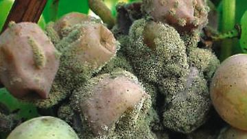 botrytis vigne